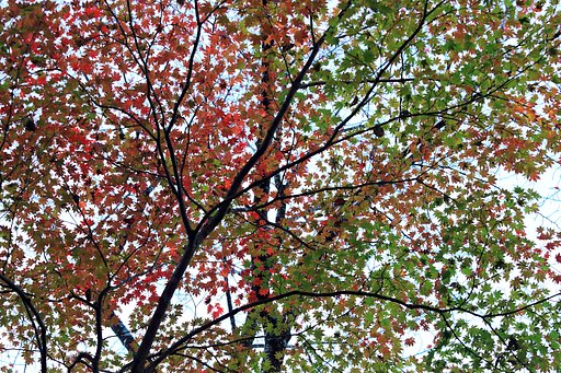 紅緑の星々