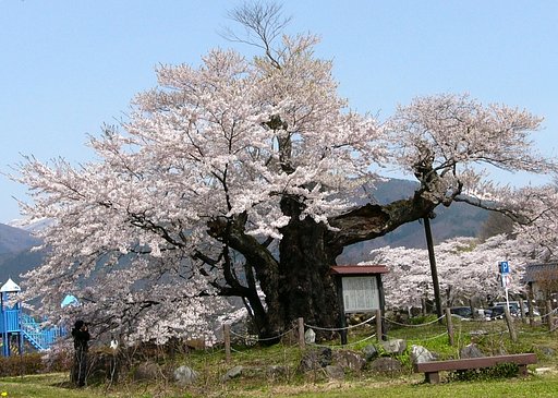 さかさ桜　その後