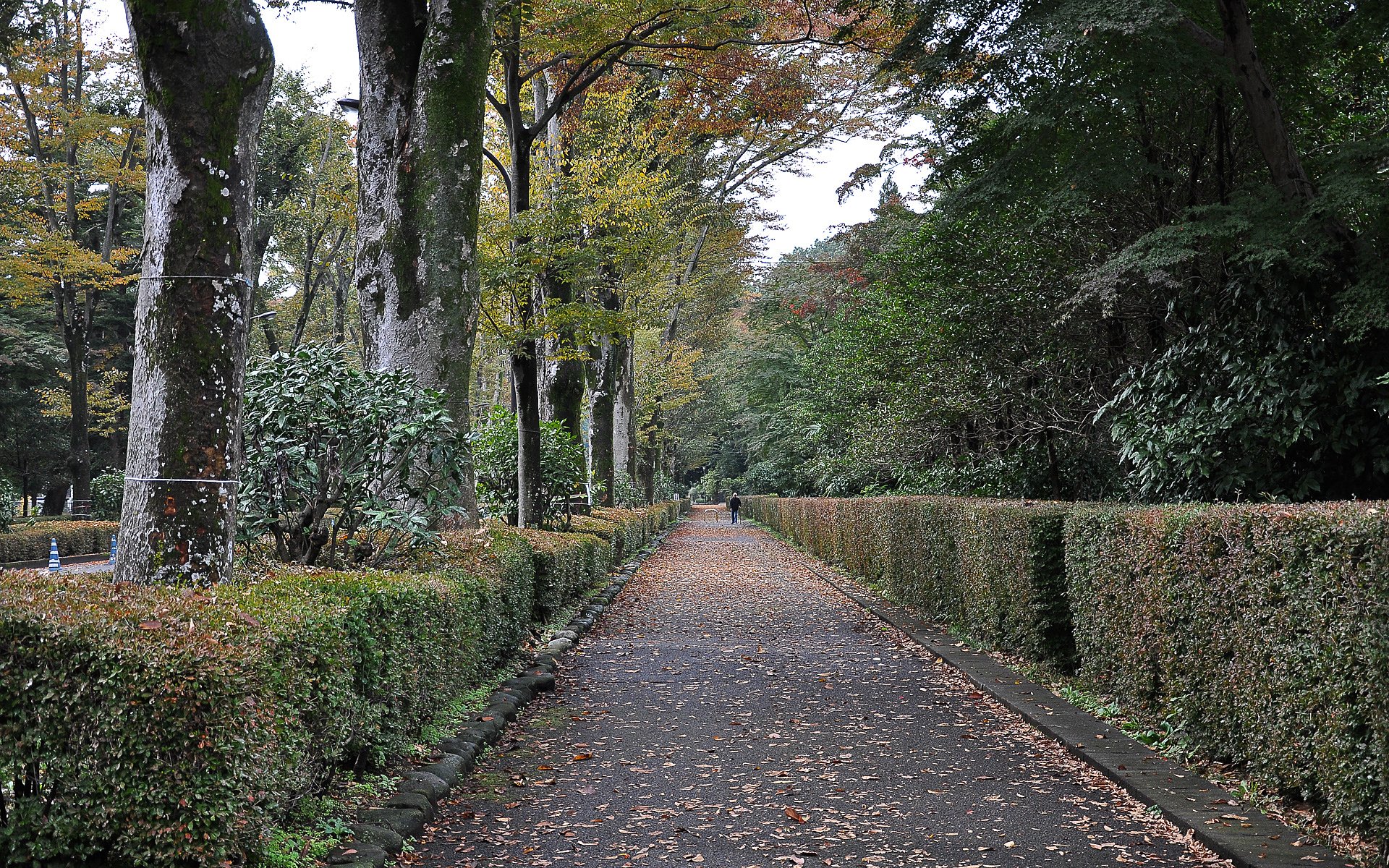 武蔵野陵参道