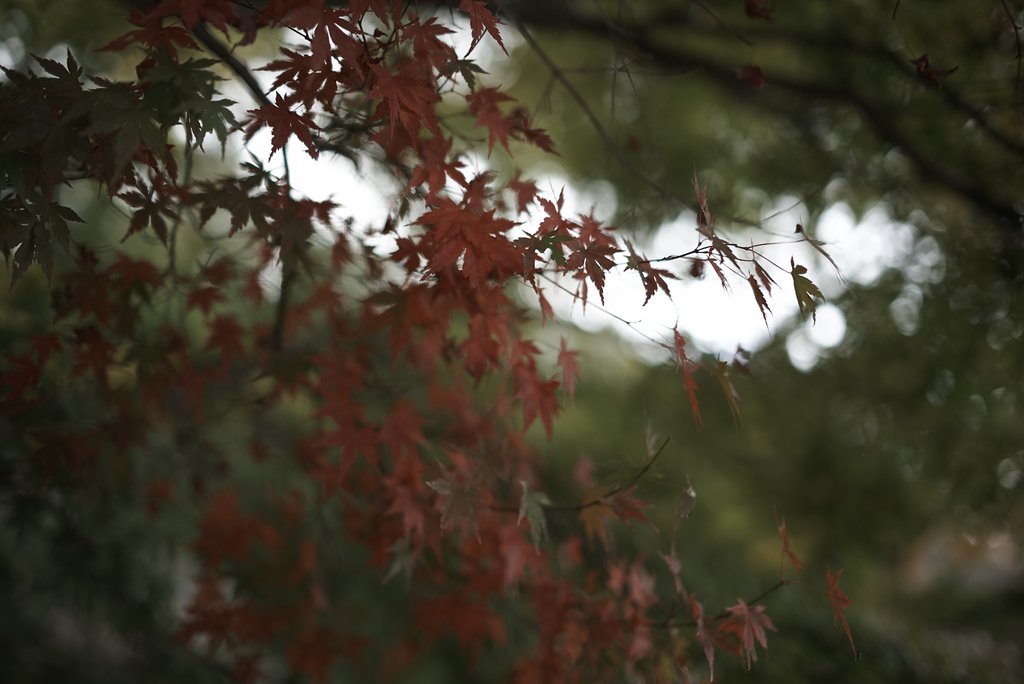 Distagon 1.4/35 HFT