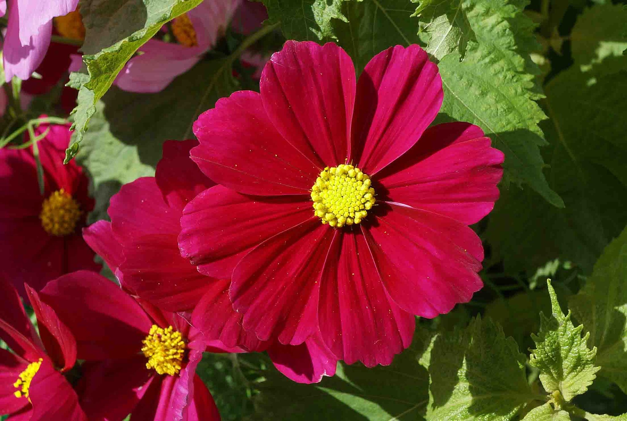 COSMOS-1