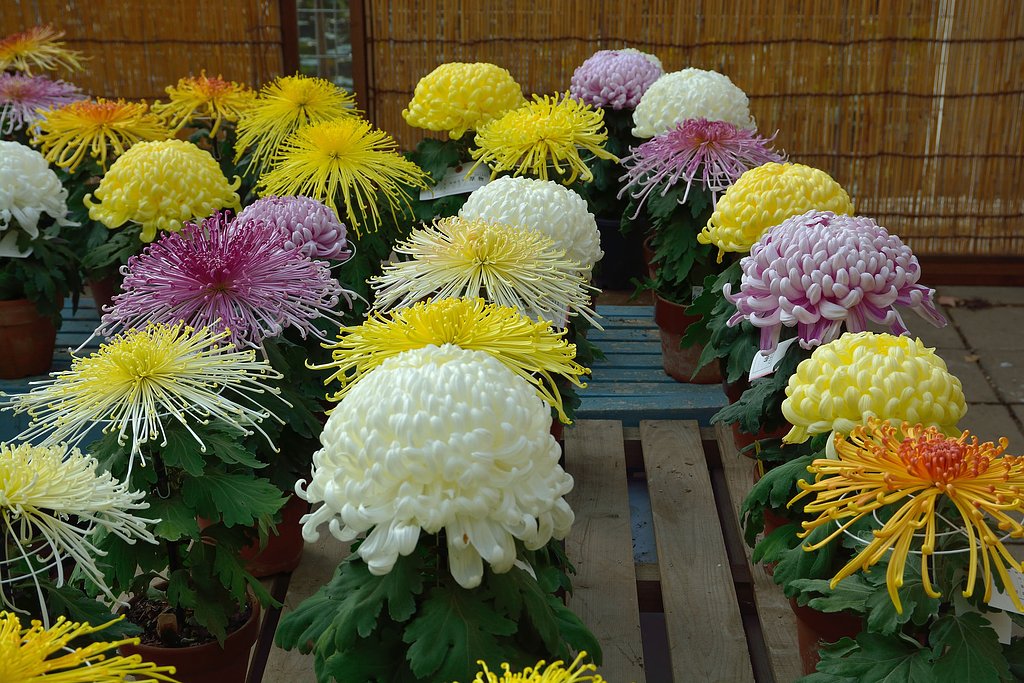 菊花大会