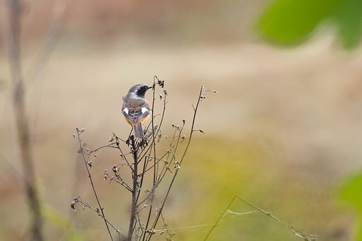 初ジョウビタキ