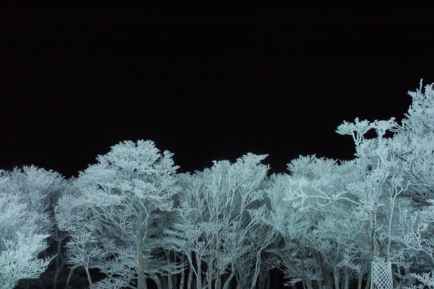 冬の夜の花