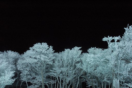 冬の夜の花