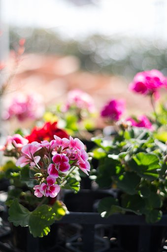 PENTAX-DA 50mmF1.8 