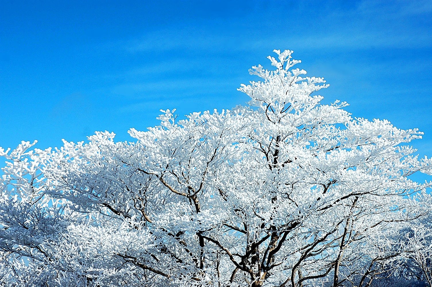 樹氷