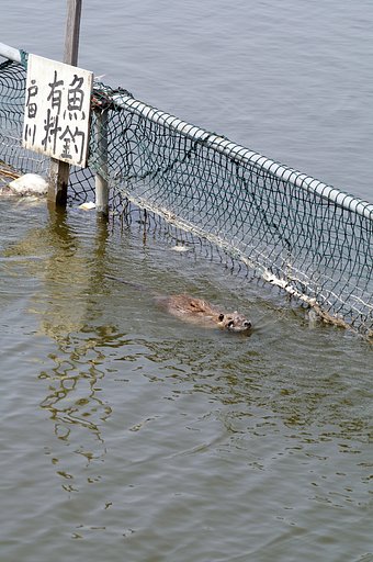 釣り好きのヌーちゃん
