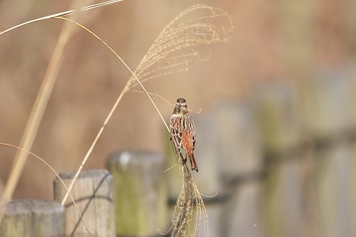 白いサングラスをしたカルメンか