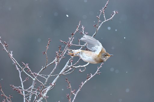 シロハラ飛ぶ