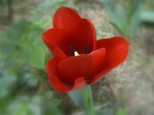 tulip