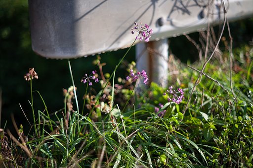 町道横の雑草の中に・・。