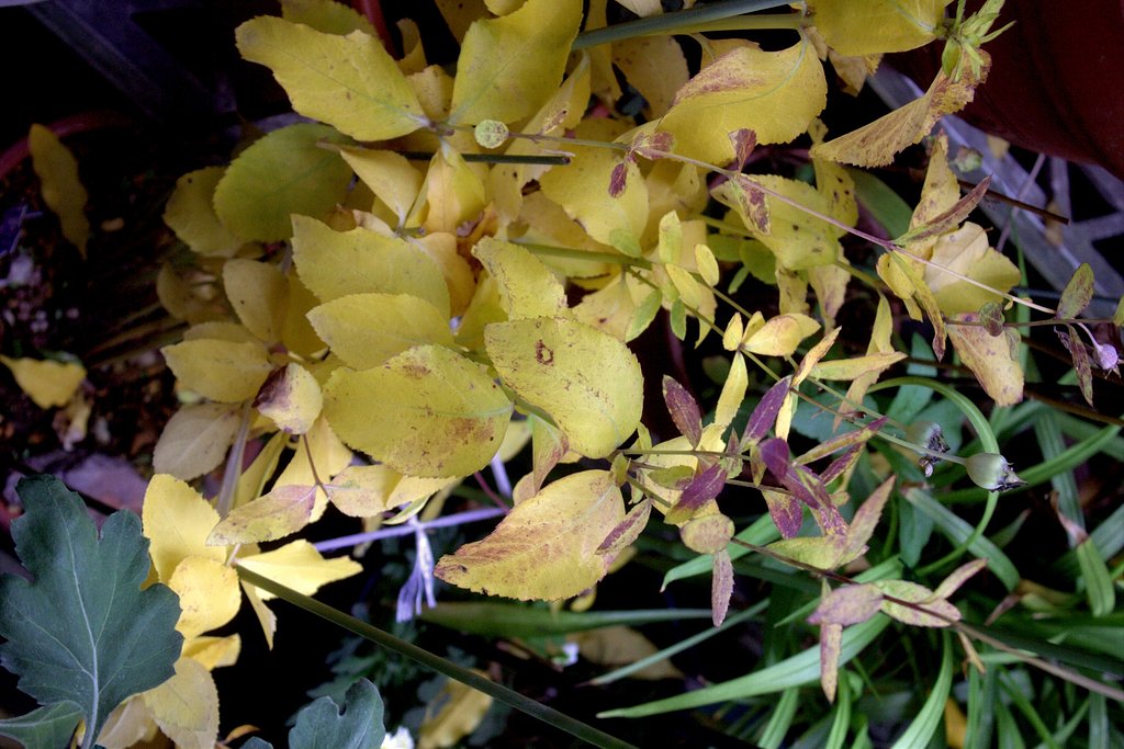 キキョウ紅葉