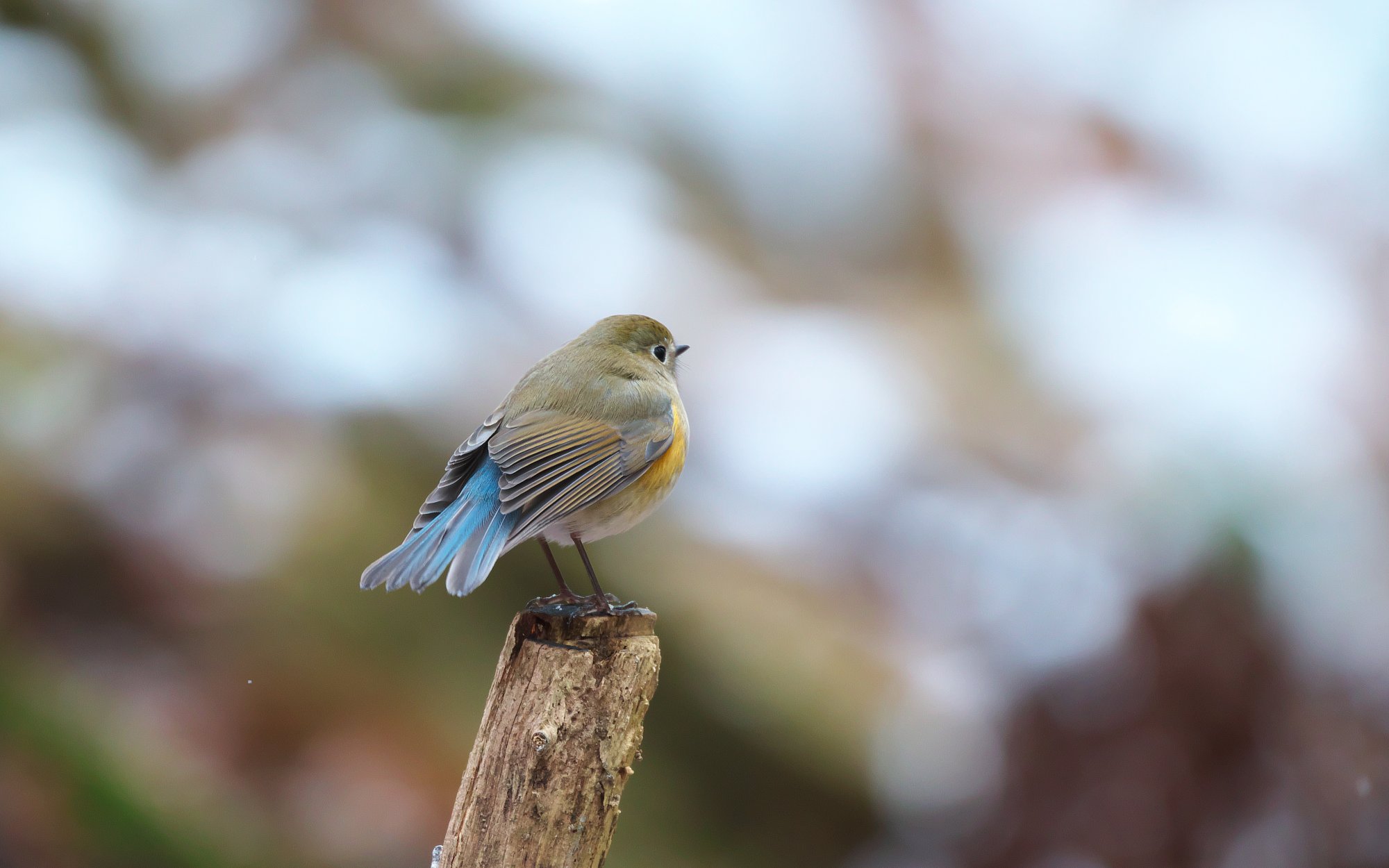 ルリビタキ♀
