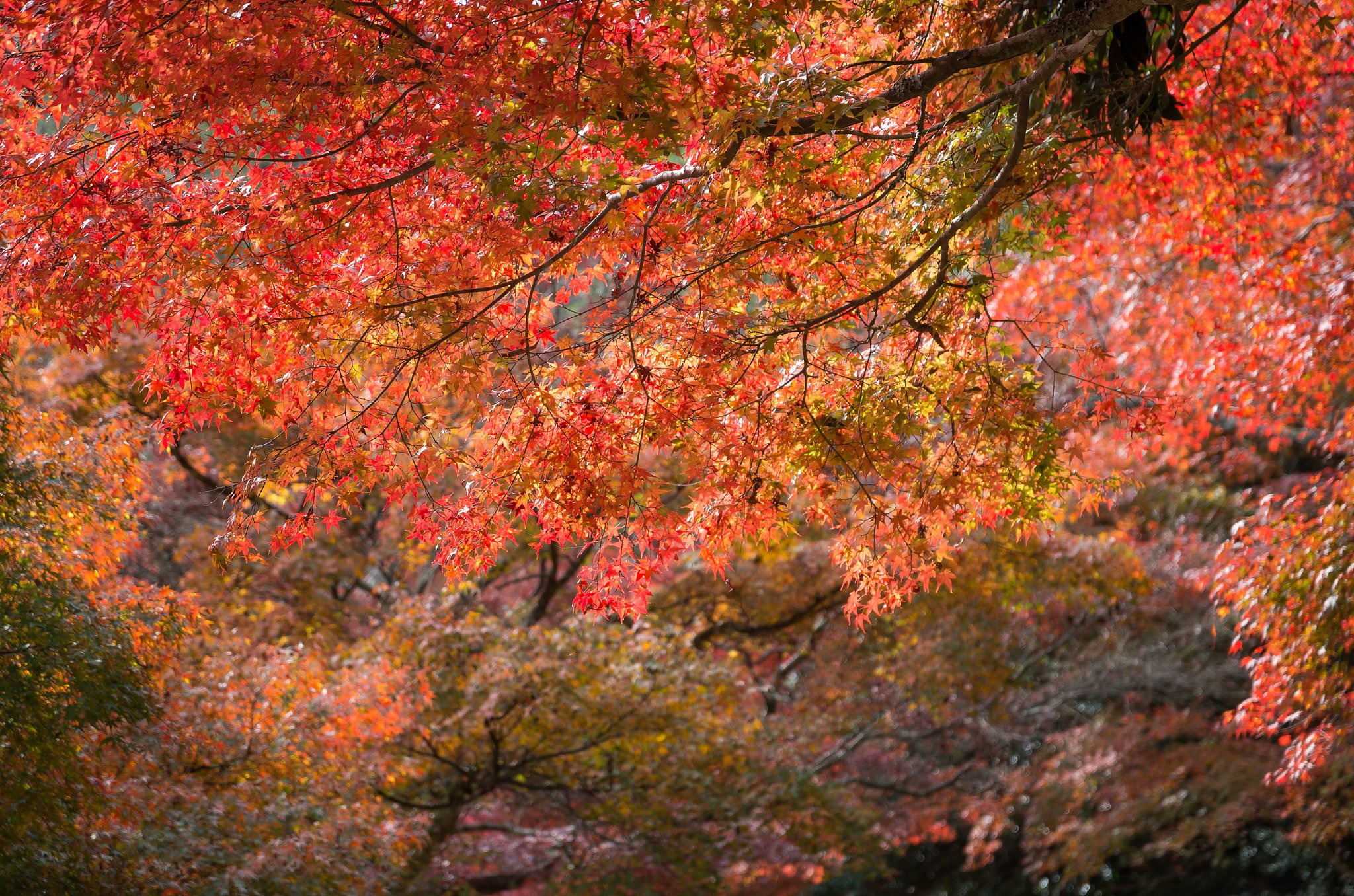 SIGMA 17-70mm F2.8-4