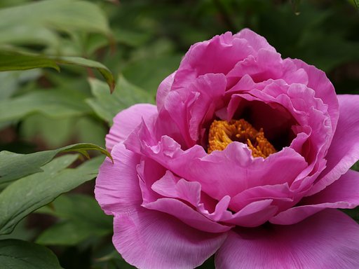 牡丹開花