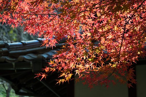 SIGMA 17-70mm F2.8-4 