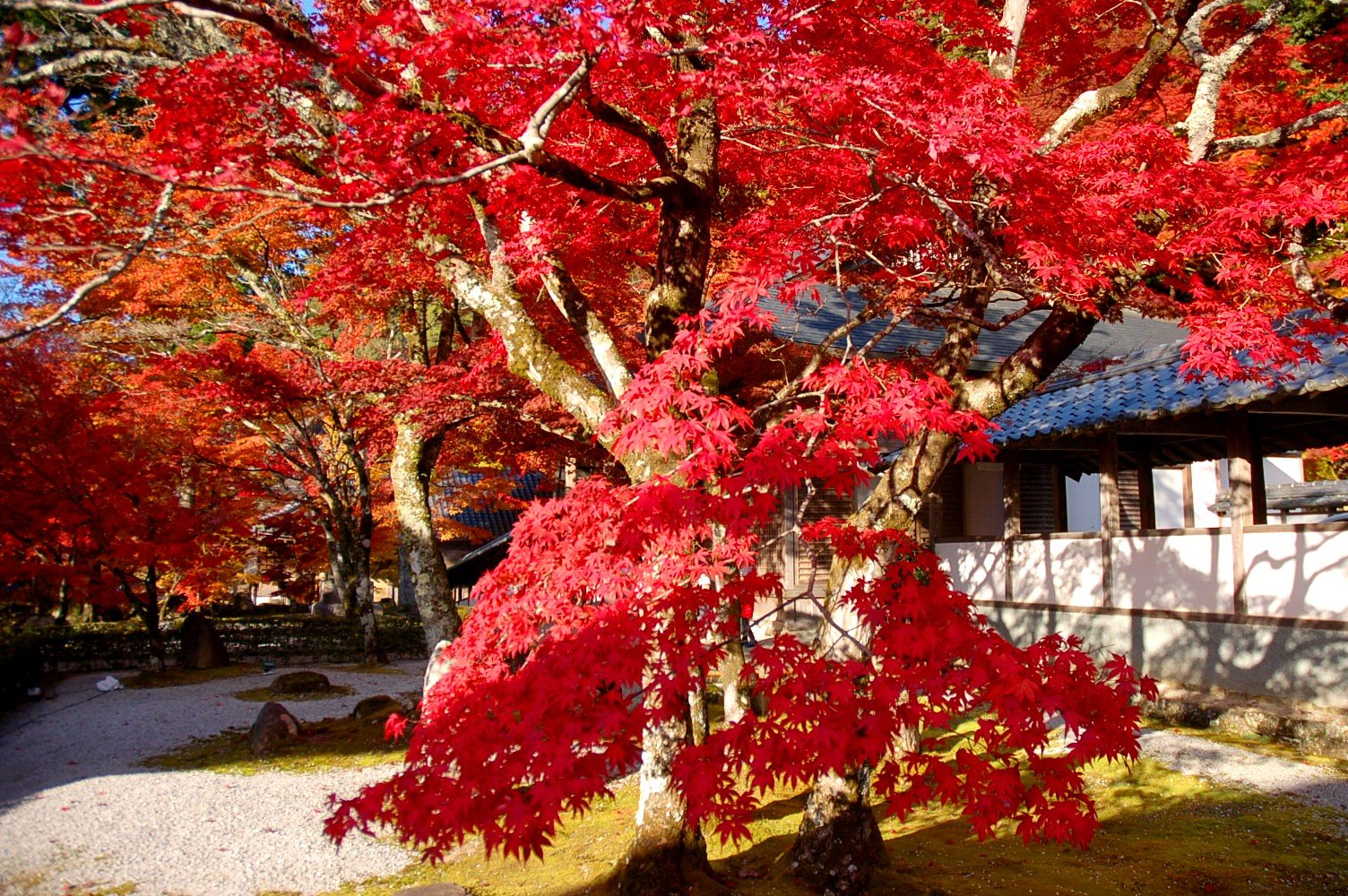 永源寺紅葉