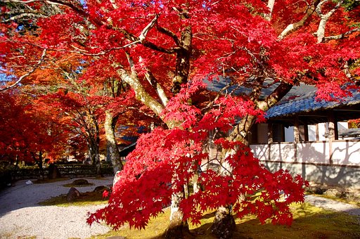 永源寺紅葉
