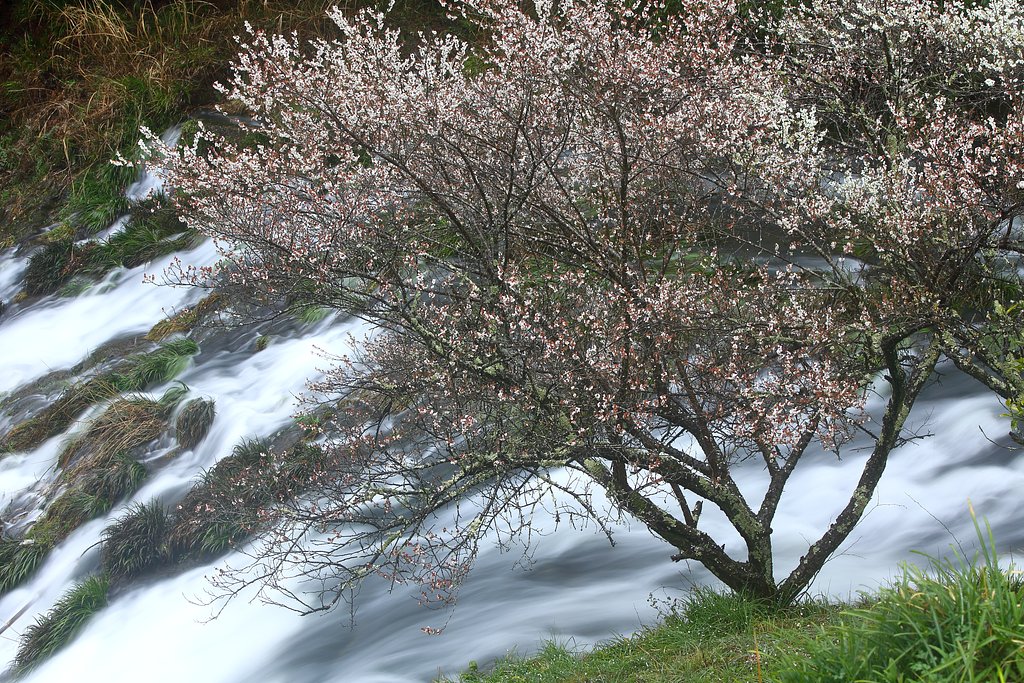 川端の梅