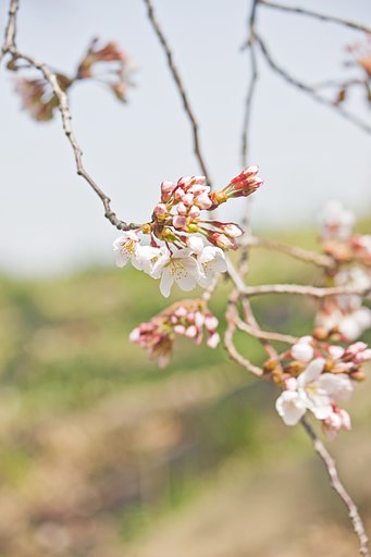 枝垂れソメイヨシノ
