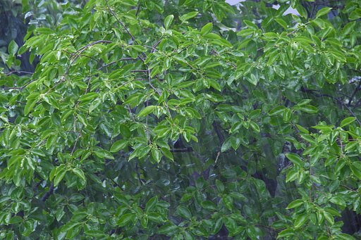 5月12日の写真