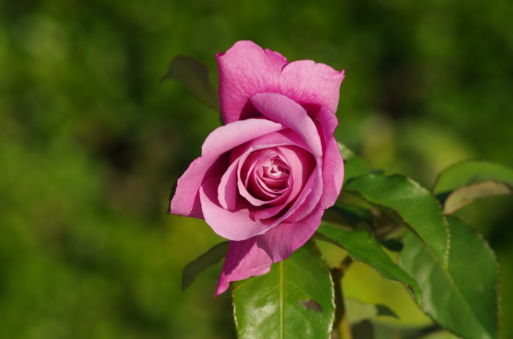 薔薇