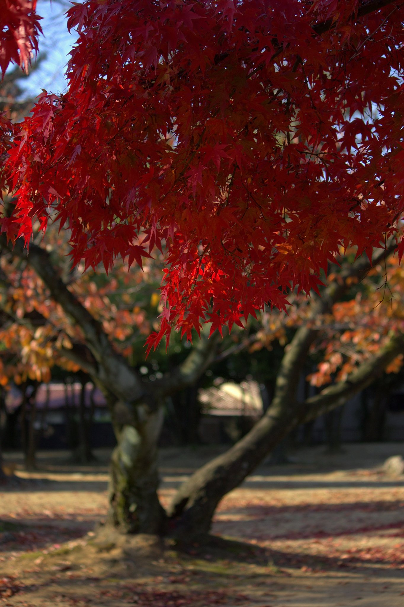 楓と桜