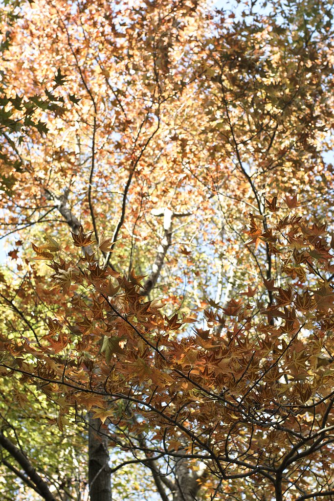 シグマ35mmF1.4DG  HSM