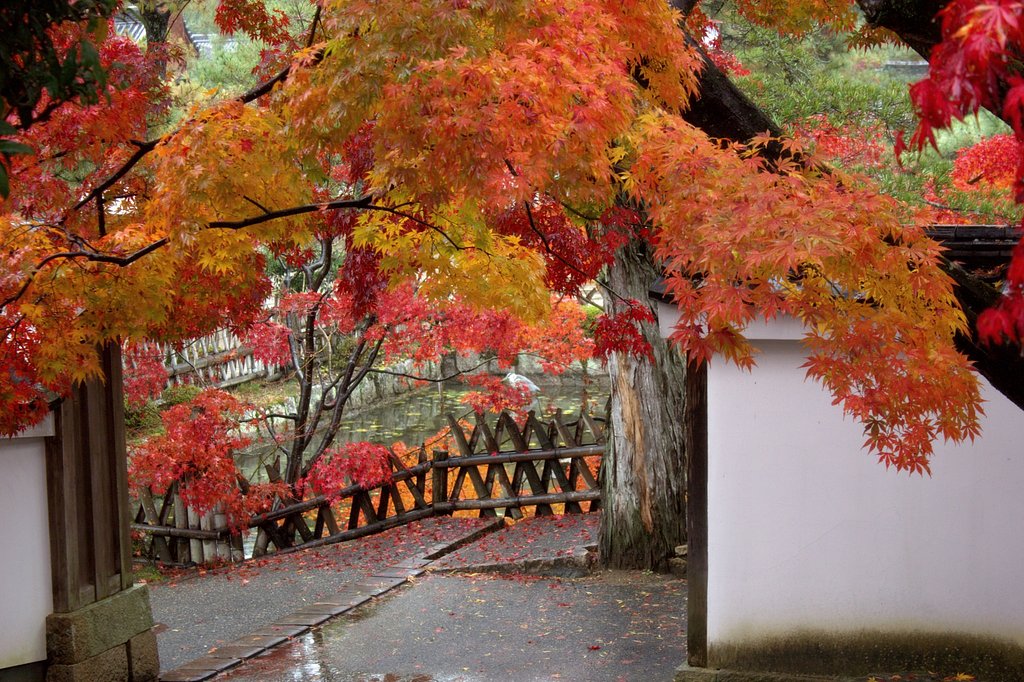 雨の黄檗山萬福寺にて