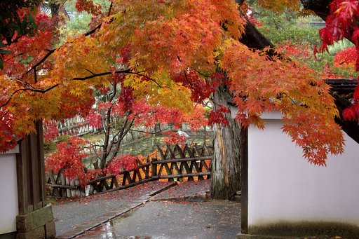 雨の黄檗山萬福寺にて
