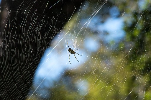 Hungry Spider