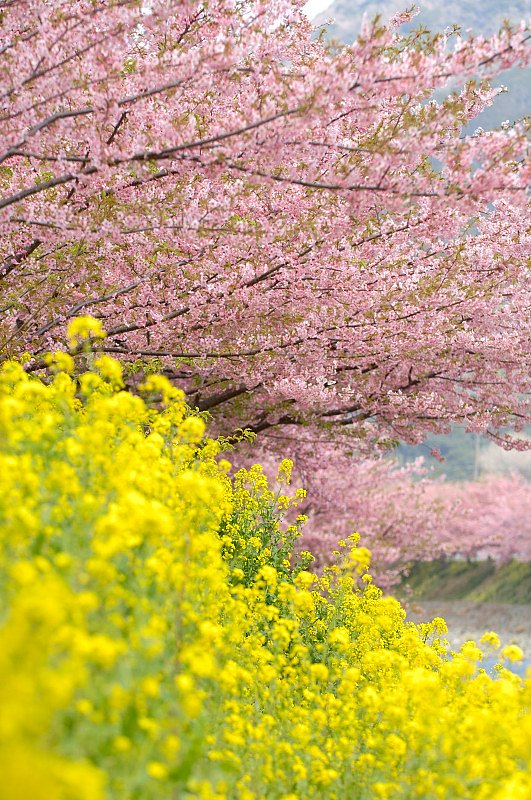 「春」河津桜