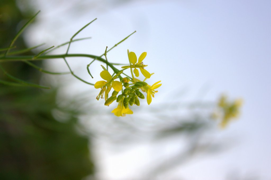 秋のカラシナ