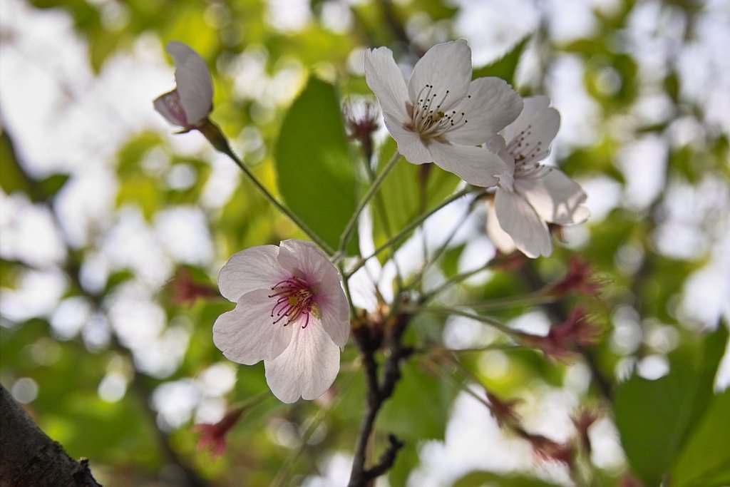 葉桜の中に