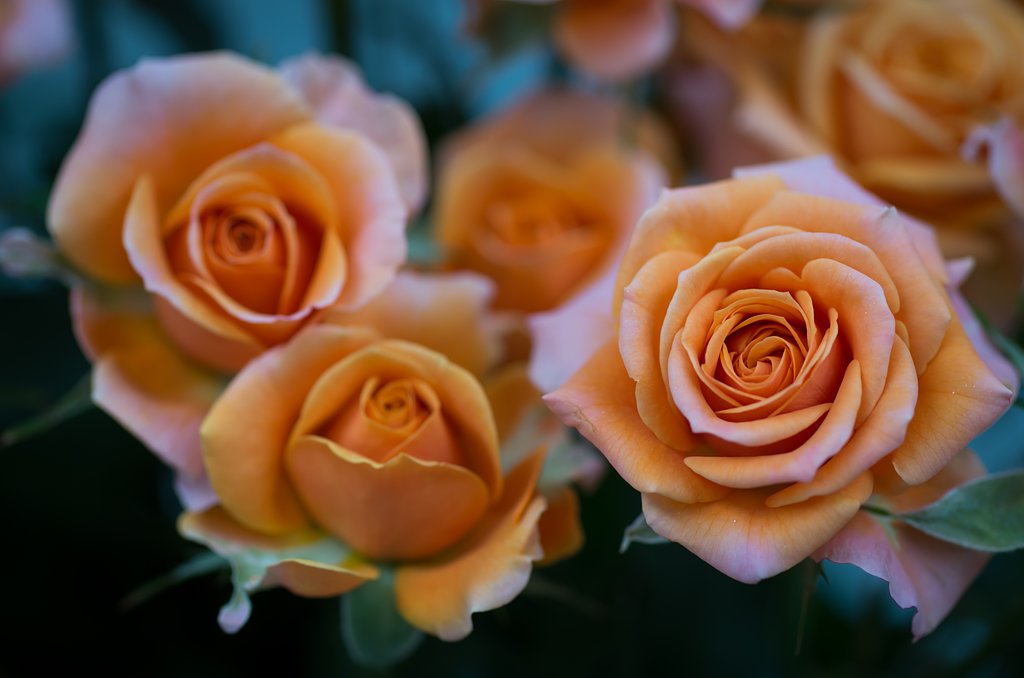 SIGMA MACRO 70mm F2.8 