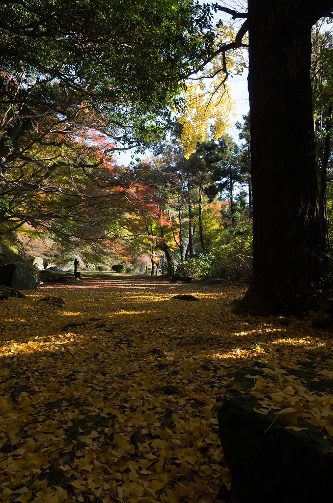 SIGMA 17-70mm F2.8-4 