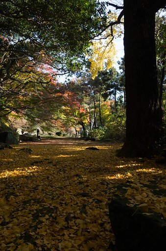 SIGMA 17-70mm F2.8-4 