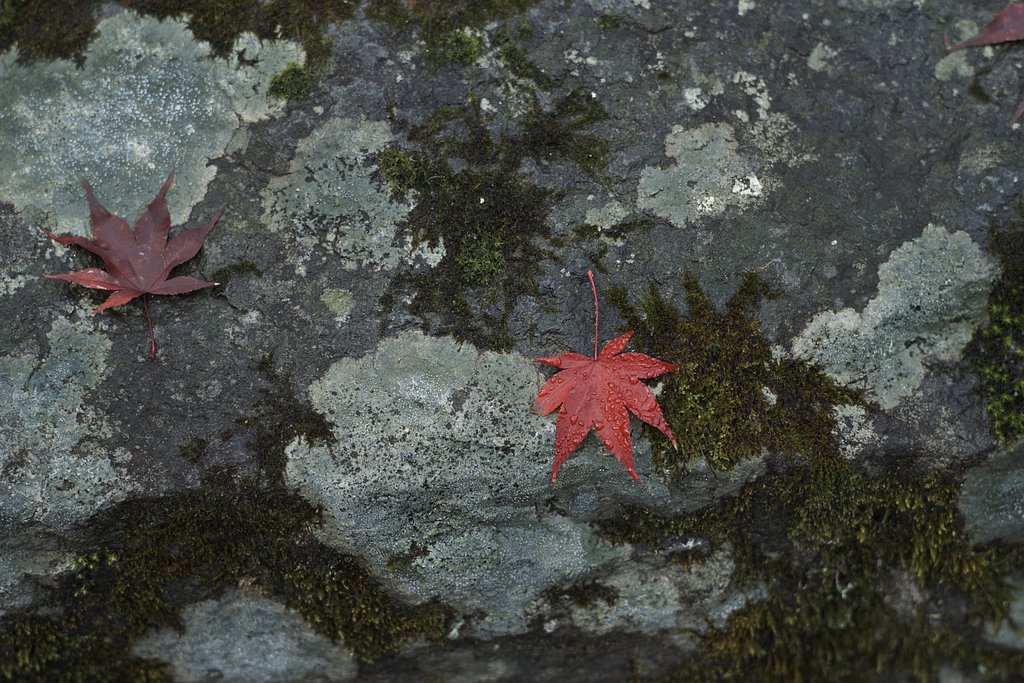Sonnar 1:2 f=85mm