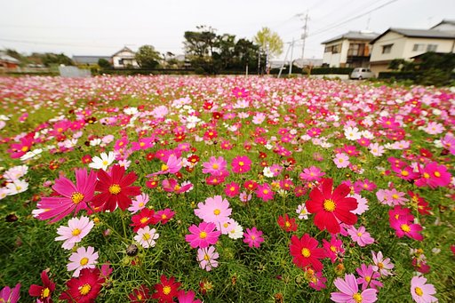 今頃　コスモスが？