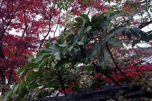雨空にヤツデの花咲いて