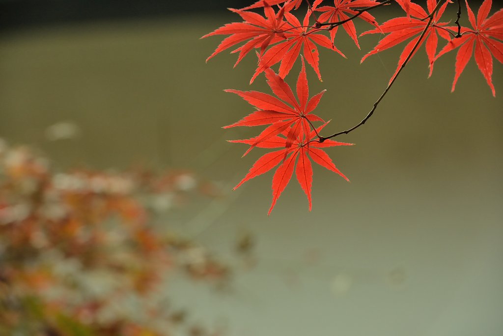 平林寺　秋