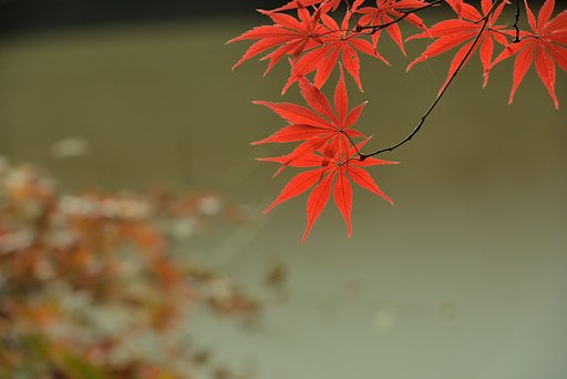 平林寺　秋