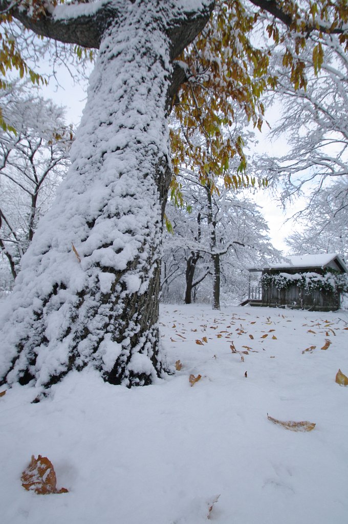 雪の衣