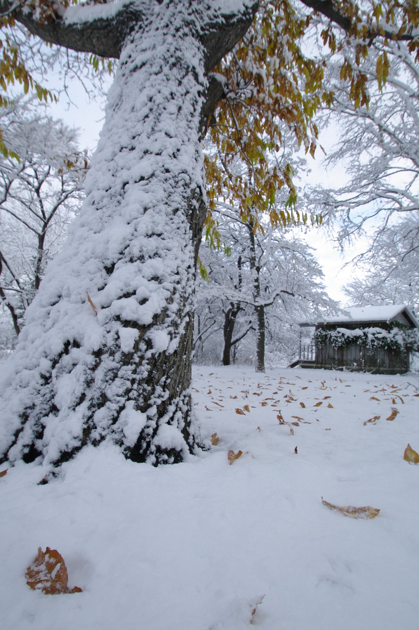 雪の衣