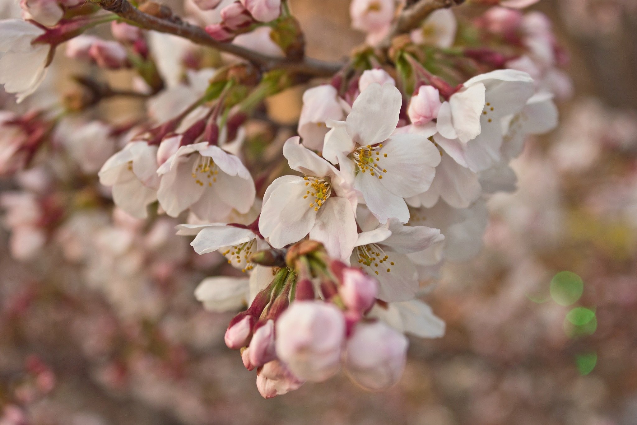 香る夕桜