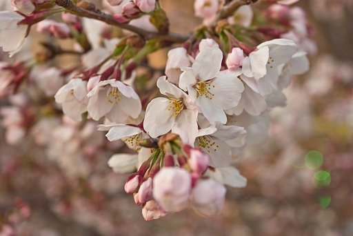 香る夕桜