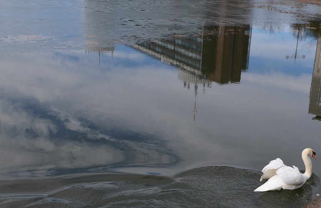 白鳥と薄氷