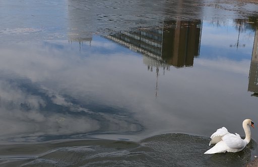 白鳥と薄氷