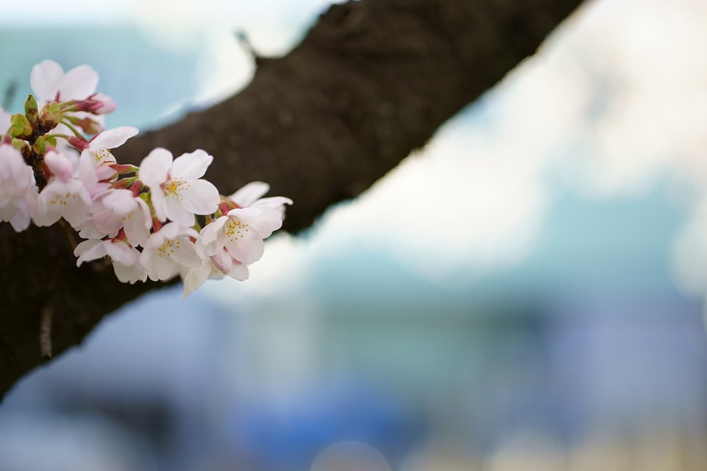 Otus 55mm F1.4 ZF2